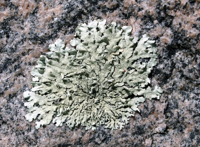 Parmeliopsis hyperopta