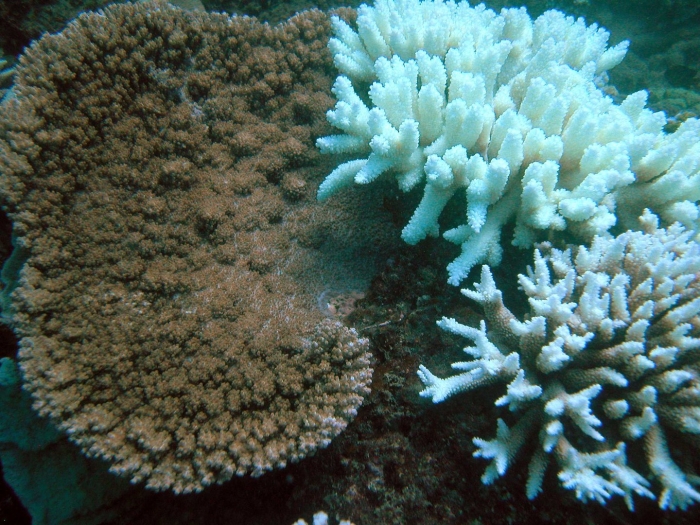 Зооксантеллы и коралловый полип