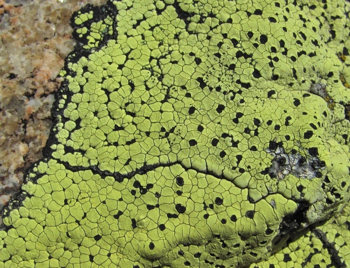 Rhizocarpon geographicum