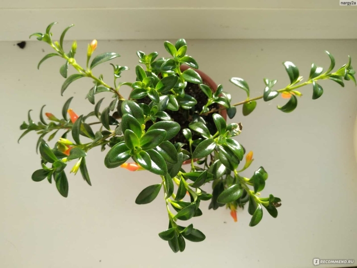 Нематантус золотая рыбка