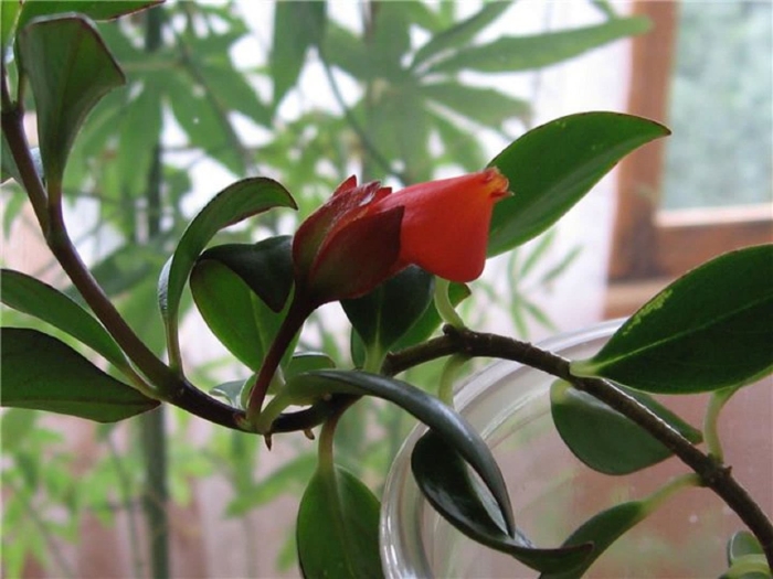 Гипоцирта глабра