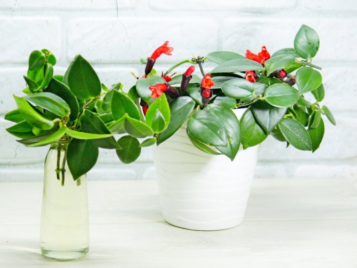 Нематантус комнатный цветок