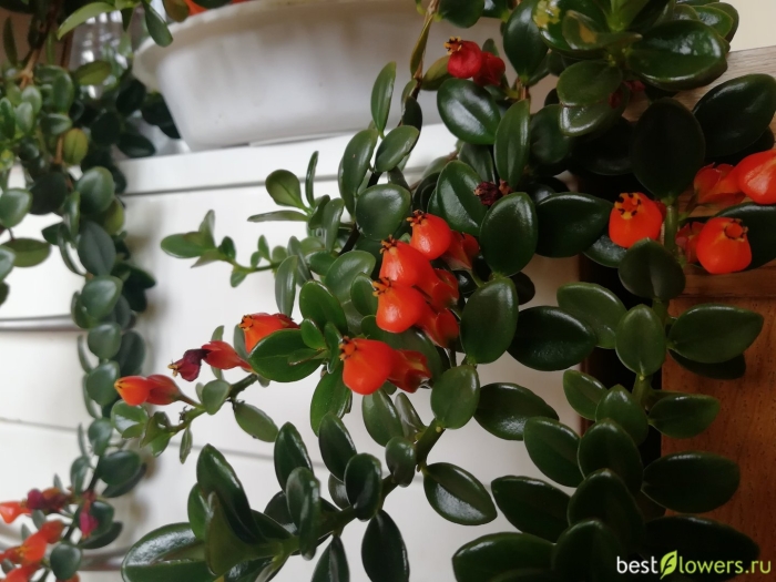 Гипоцирта нематантус