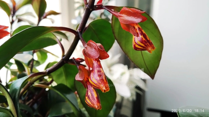 Нематантус тропикана