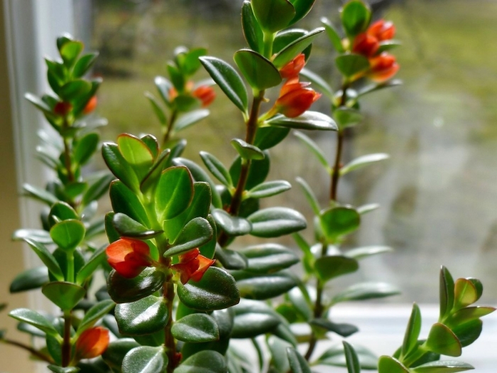 Нематантус грегариус