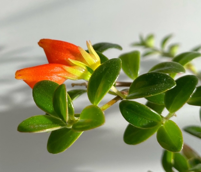 Нематантус гибридный