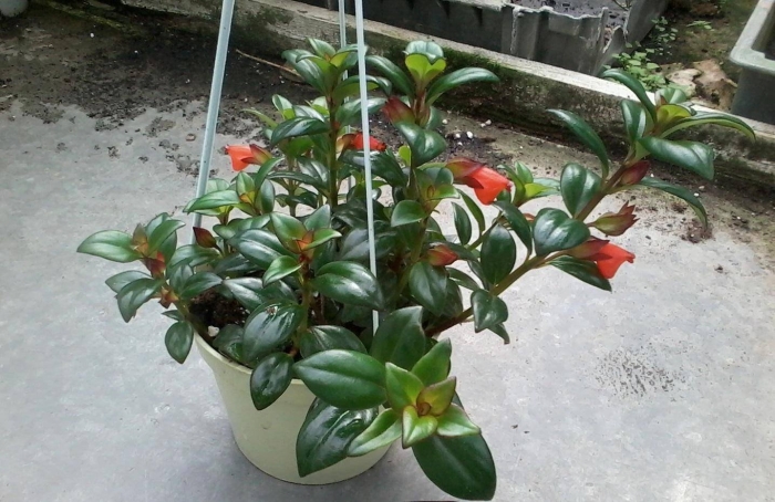 Нематантус золотая рыбка