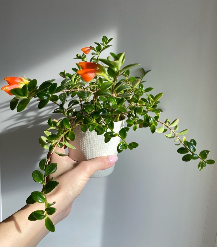 Нематантус золотая рыбка