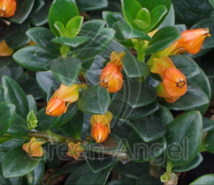 Нематантус грегариус