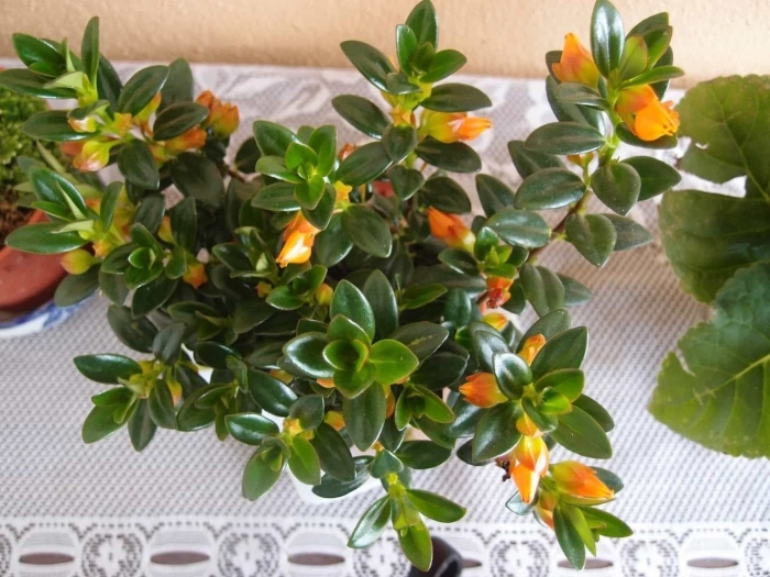 Нематантус ампельный