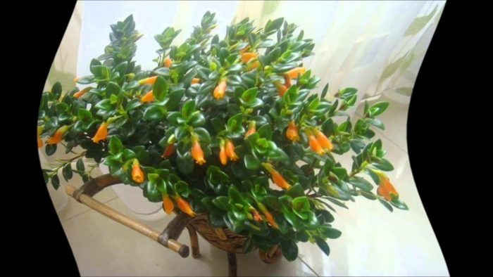 Нематантус золотая рыбка