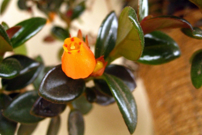 Нематантус тропикана