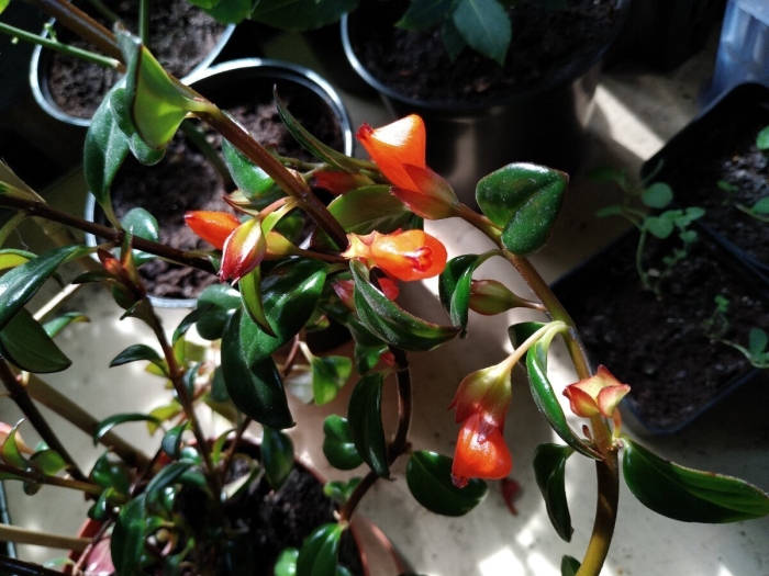 Нематантус грегариус