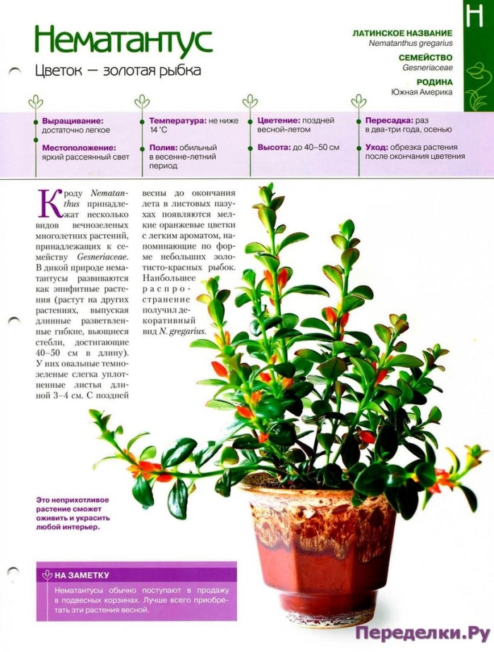 Гипоцирта нематантус