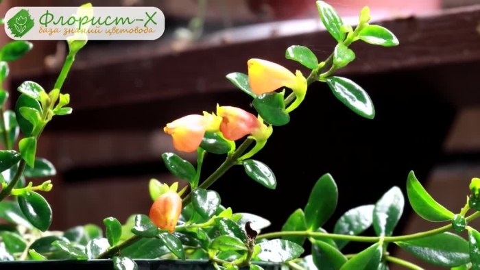 Нематантус грегариус