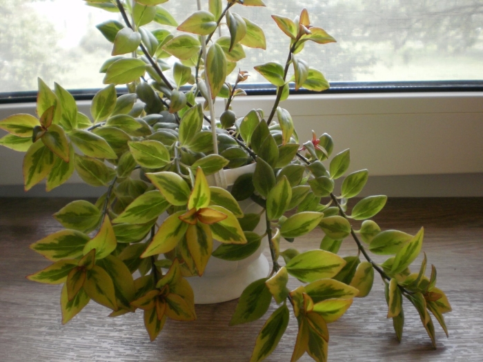 Нематантус вариегатный