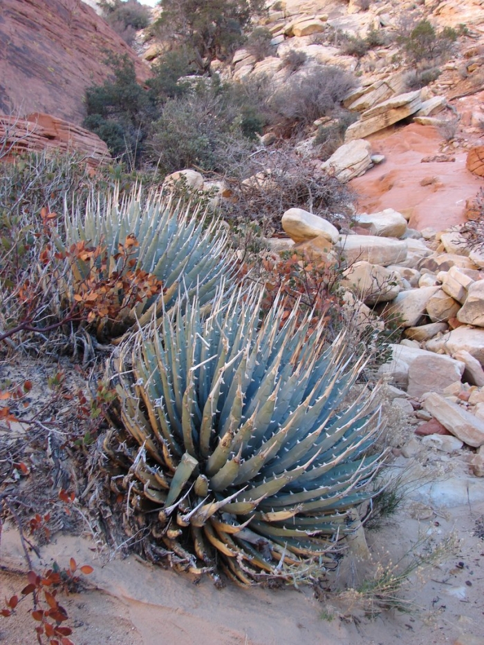 Агава utahensis