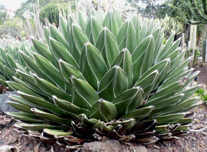 Агава королевская