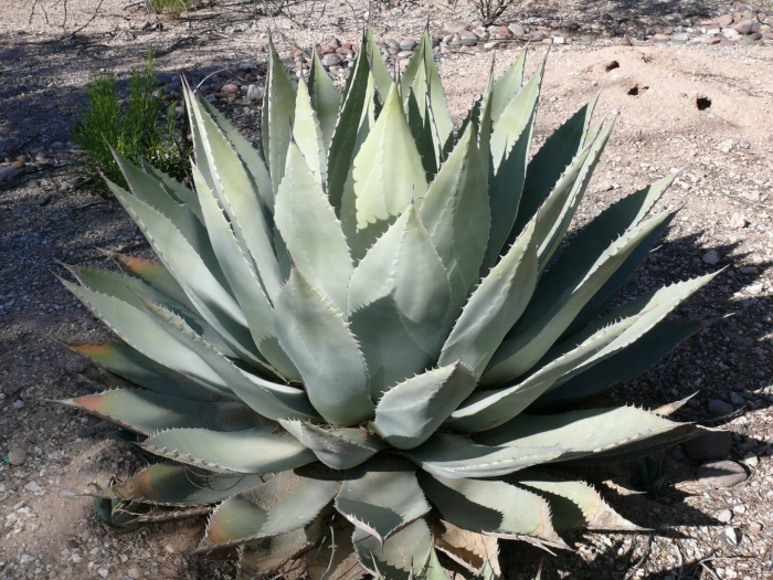 Agave parryi var huachucensis