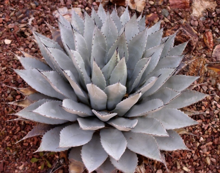 Agave deserti
