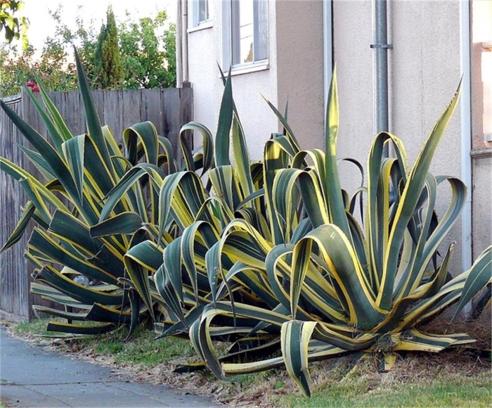 Агава американская вариегатная