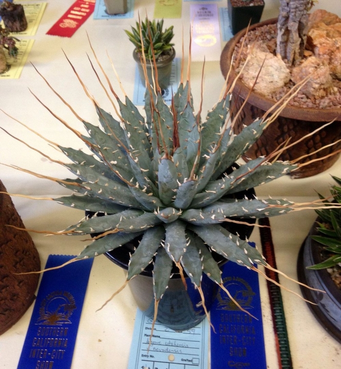 Агава ютаэнсис