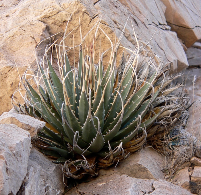 Agave utahensis