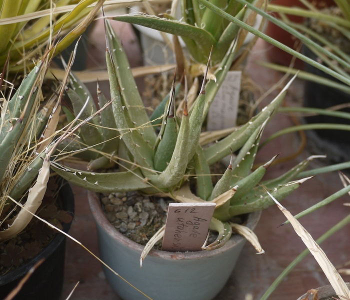 Aloe nyeriensis