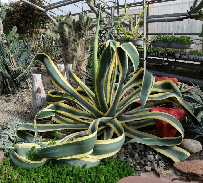 Агава растение ботанический сад