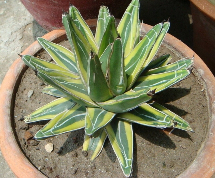 Агава растение комнатное