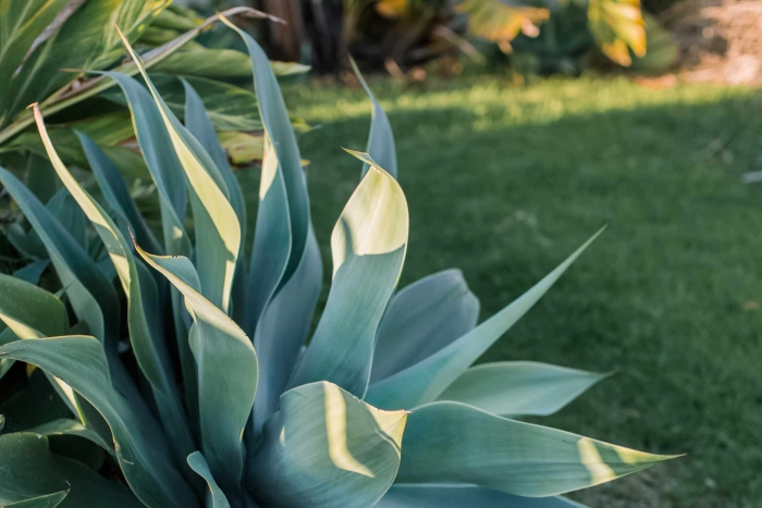 Agave attenuata
