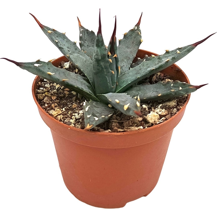 Agave purpusorum