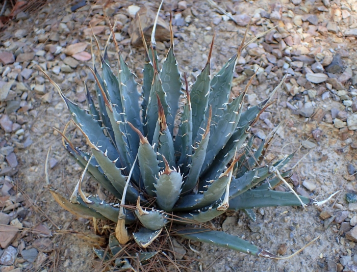 Agave scabra