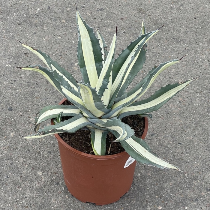 Агава американская медиопикта