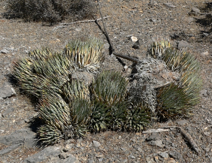 Argyroxiphium sandwicense