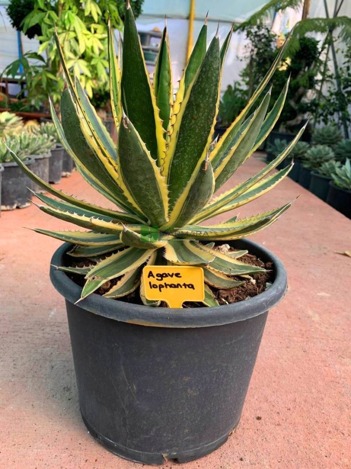 Agave lophantha