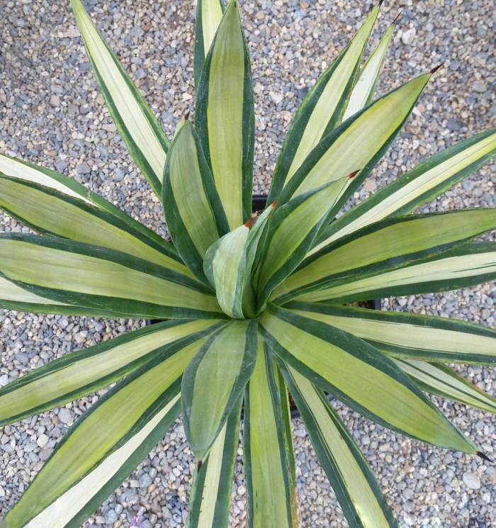 Агава филифера