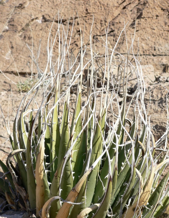 Agave utahensis var eborispina