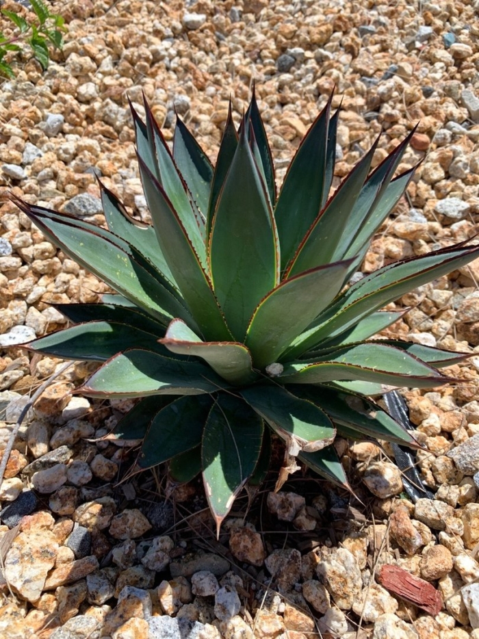 Агава блю болл