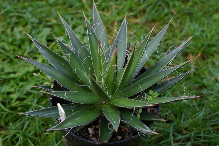 Agave filifera