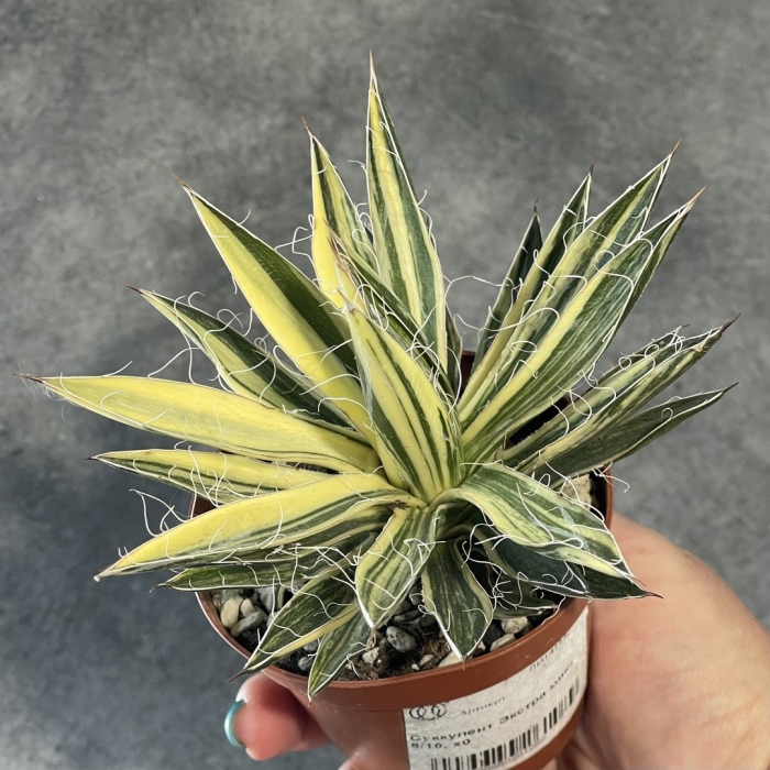 Агава филифера вариегата