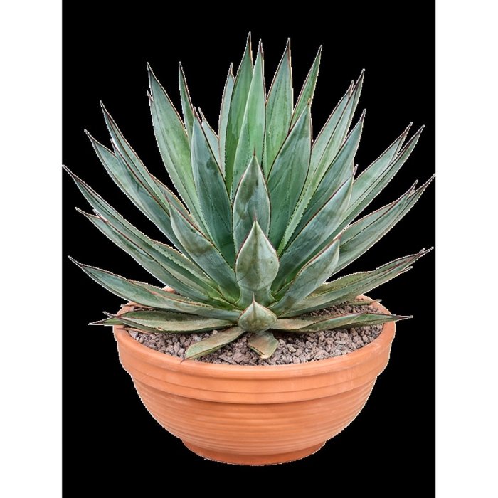 Агава нигра