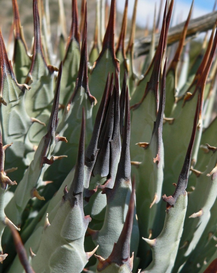 Агава дурангенсис