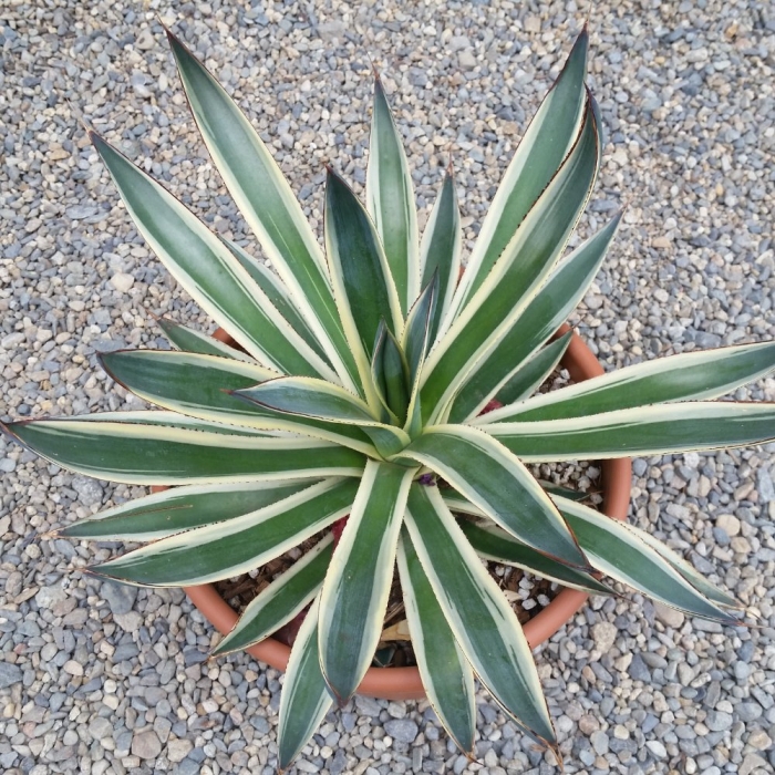 Agave isthmensis mediopicta