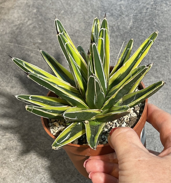 Агава victoriae reginae