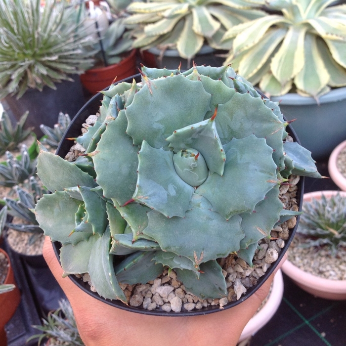 Агава потаторум agave potatorum