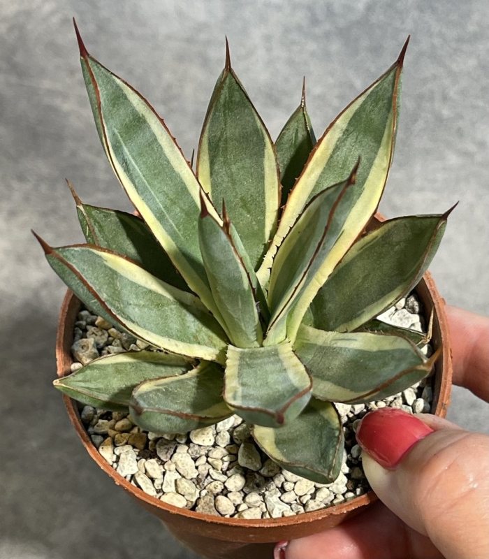 Агава комнатная