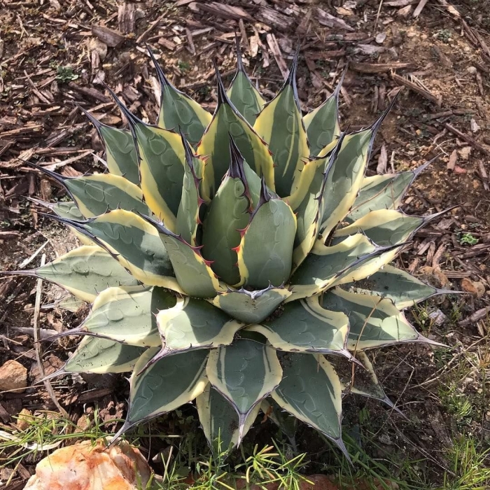 Agave applanata