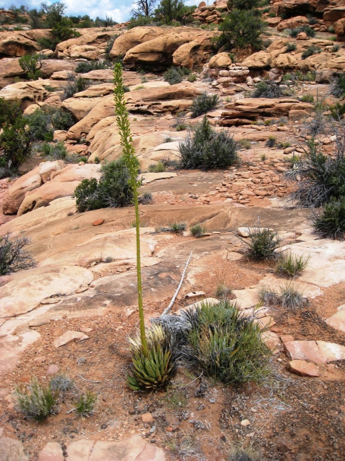 Агава гранд каньон