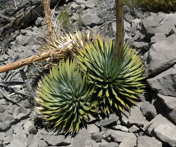 Agave ocahui